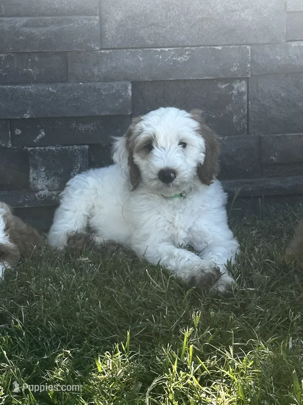 Rocky – Goldendoodle puppy for sale in Roseville, CA