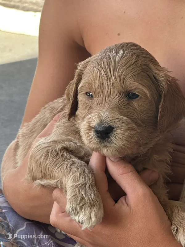 Skye – Goldendoodle puppy for sale in Roseville, CA