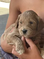 Skye, a female Goldendoodle for sale in Roseville, CA – 1 of 6