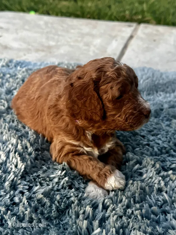 Everest – Goldendoodle puppy for sale in Roseville, CA