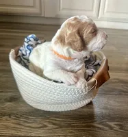 Zuma, a male Goldendoodle for sale in Roseville, CA – 2 of 7