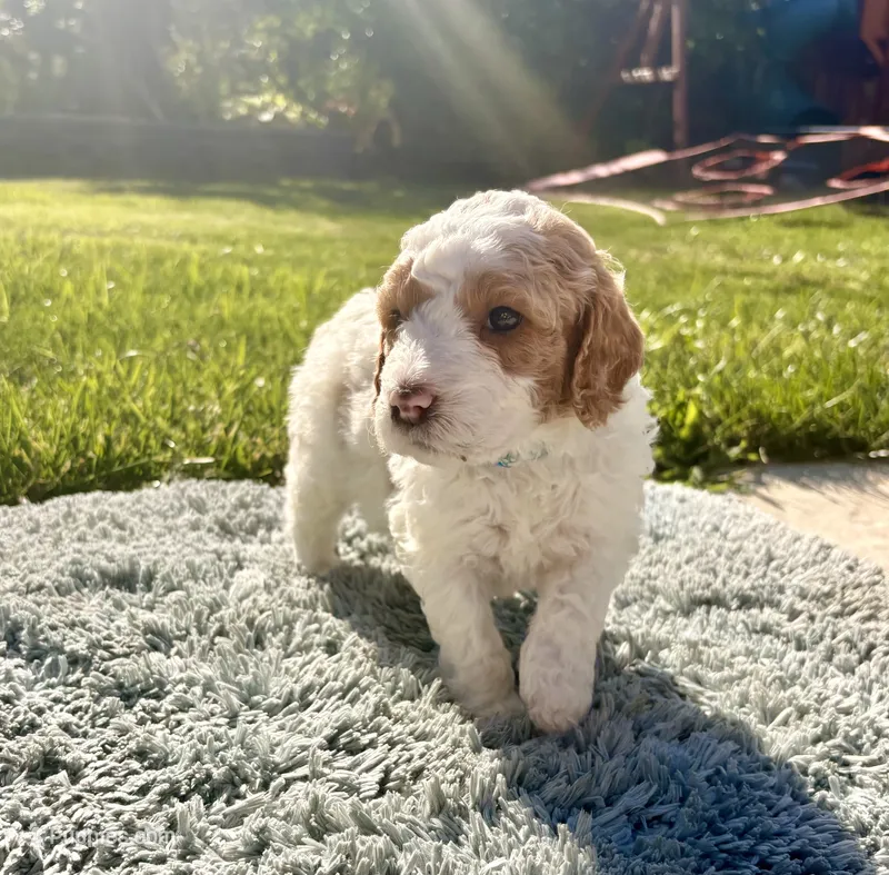Aqua – Goldendoodle puppy for sale in Roseville, CA