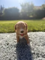 Ella, a female Goldendoodle for sale in Roseville, CA – 3 of 5