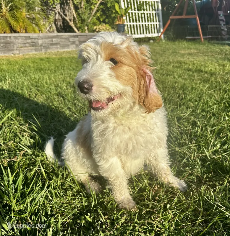 Chase – Goldendoodle puppy for sale in Roseville, CA