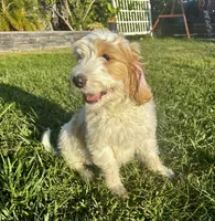 Chase, a male Goldendoodle for sale in Roseville, CA – 1 of 7
