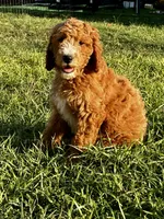 Coral, a female Goldendoodle for sale in Roseville, CA – 2 of 6