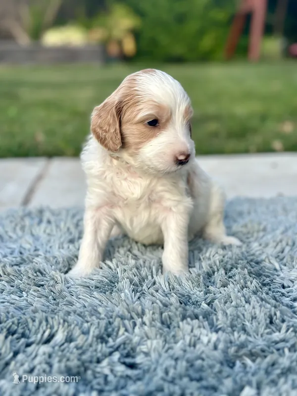 Rex – Goldendoodle puppy for sale in Roseville, CA