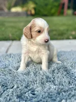 Rex, a male Goldendoodle for sale in Roseville, CA – 1 of 6