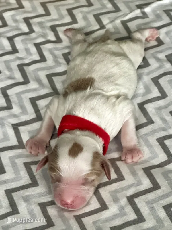 Roxi – Goldendoodle puppy for sale in Roseville, CA