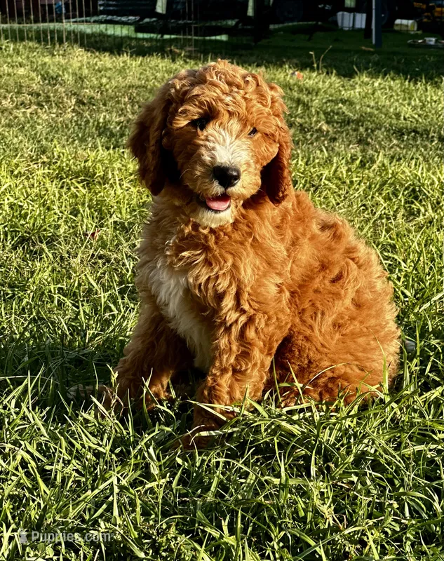 Coral – Goldendoodle puppy for sale in Roseville, CA