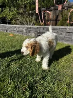 Chase, a male Goldendoodle for sale in Roseville, CA – 3 of 7