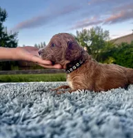Coral, a female Goldendoodle for sale in Roseville, CA – 1 of 5
