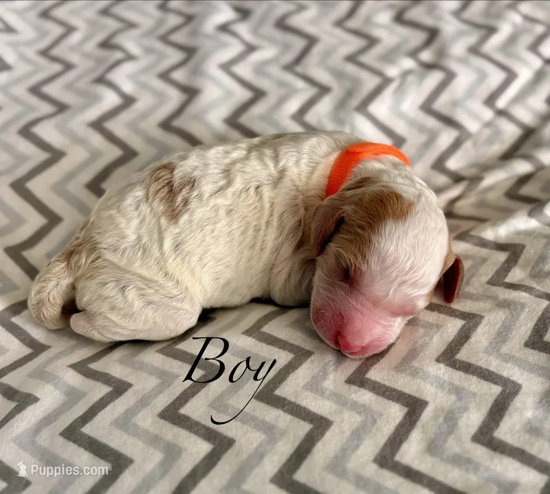 Zuma – Goldendoodle puppy for sale in Roseville, CA