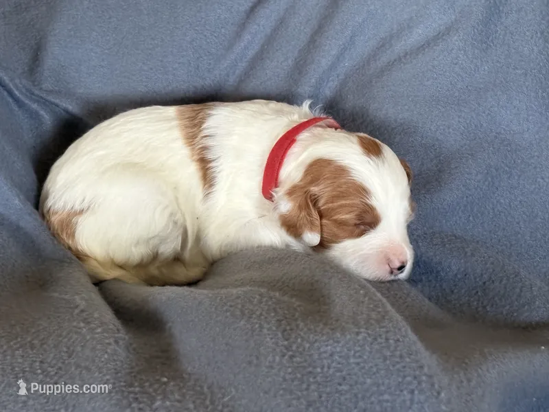 Roxi – Goldendoodle puppy for sale in Roseville, CA