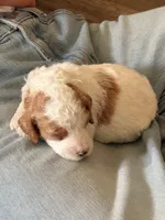 Zuma, a male Goldendoodle for sale in Roseville, CA – 6 of 7