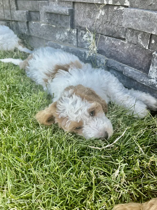 Zuma – Goldendoodle puppy for sale in Roseville, CA