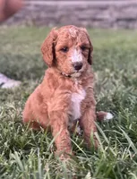 Coral, a female Goldendoodle for sale in Roseville, CA – 3 of 6