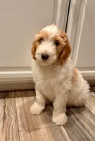 Zuma, a male Goldendoodle for sale in Roseville, CA – 7 of 9