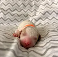 Zuma, a male Goldendoodle for sale in Roseville, CA – 3 of 3