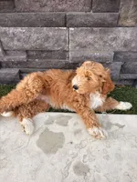 Ella, a female Goldendoodle for sale in Roseville, CA – 5 of 8