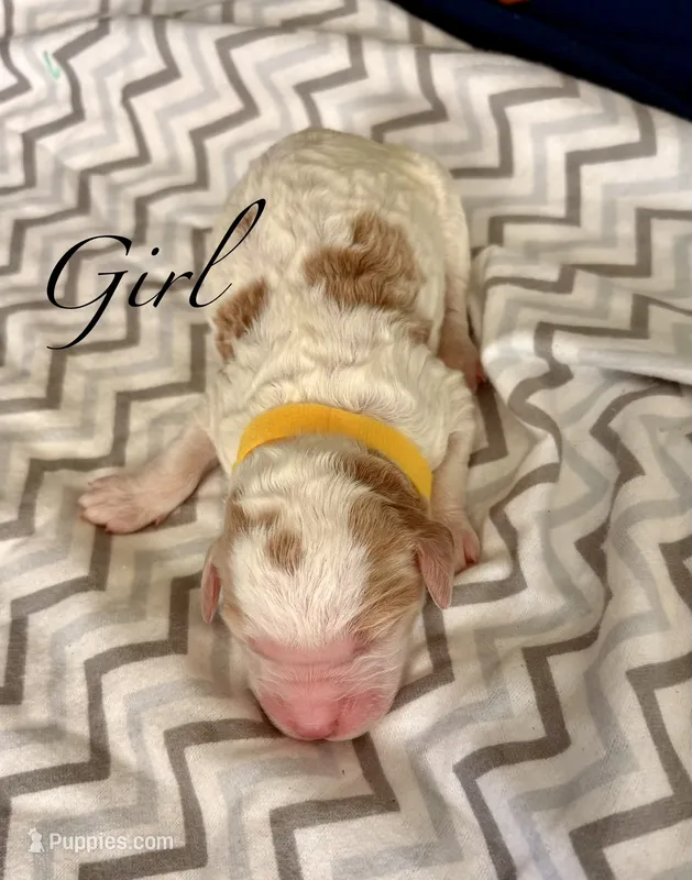 Nano – Goldendoodle puppy for sale in Roseville, CA