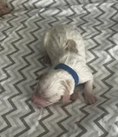 Chase, a male Goldendoodle for sale in Roseville, CA – 2 of 2
