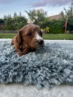 Coral, a female Goldendoodle for sale in Roseville, CA – 2 of 5
