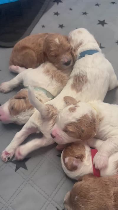 Coral, a female Goldendoodle for sale in Roseville, CA – 3 of 3
