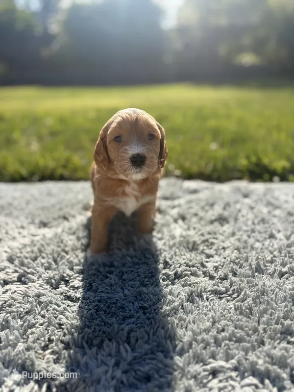 Ella – Goldendoodle puppy for sale in Roseville, CA