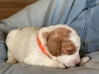 Zuma, a male Goldendoodle for sale in Roseville, CA – 5 of 7