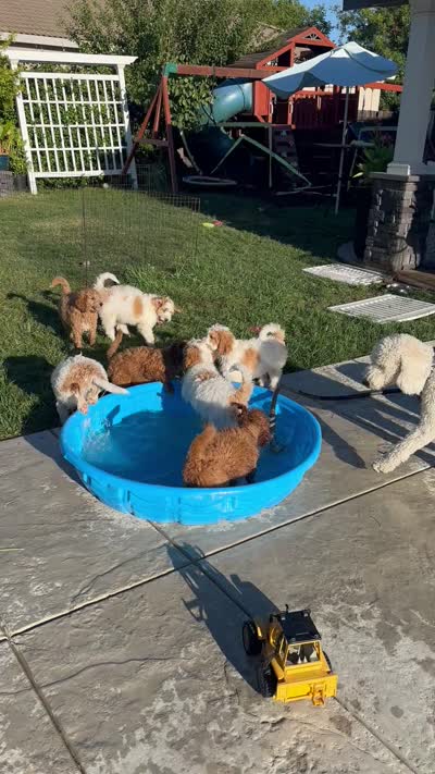 Chase, a male Goldendoodle for sale in Roseville, CA – 7 of 7