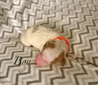 Zuma, a male Goldendoodle for sale in Roseville, CA – 2 of 3
