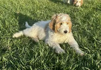 Chase, a male Goldendoodle for sale in Roseville, CA – 2 of 7