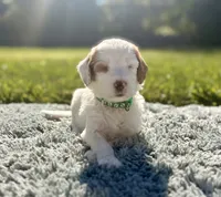 Rocky, a male Goldendoodle for sale in Roseville, CA – 1 of 4