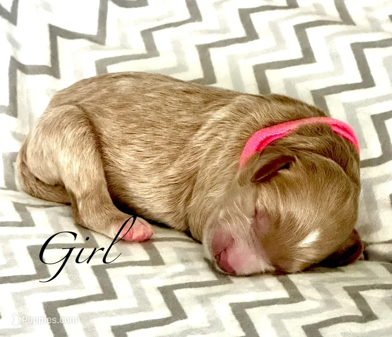 Skye – Goldendoodle puppy for sale in Roseville, CA