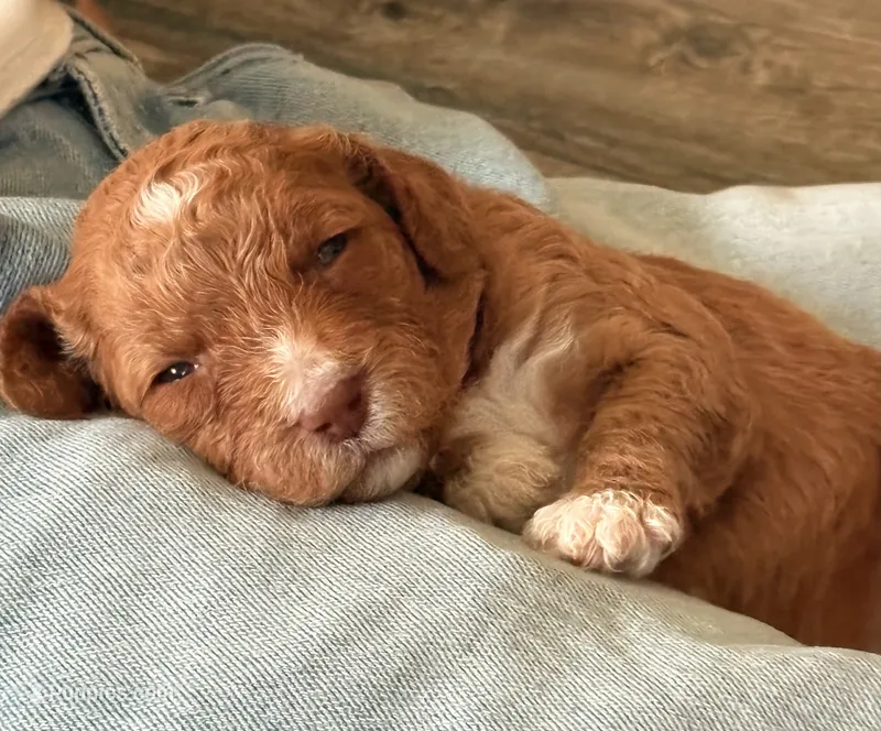 Everest – Goldendoodle puppy for sale in Roseville, CA