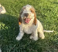 Zuma, a male Goldendoodle for sale in Roseville, CA – 2 of 9