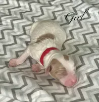 Roxi, a female Goldendoodle for sale in Roseville, CA – 2 of 3