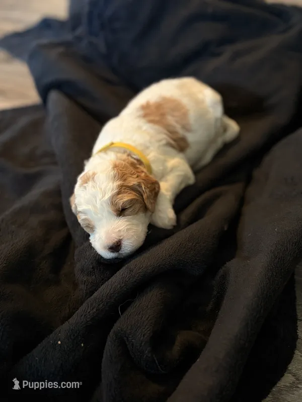 Nano – Goldendoodle puppy for sale in Roseville, CA
