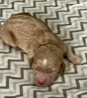 Ella, a female Goldendoodle for sale in Roseville, CA – 2 of 2