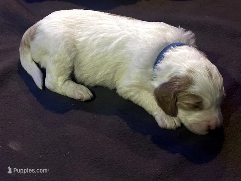 Chase – Goldendoodle puppy for sale in Roseville, CA
