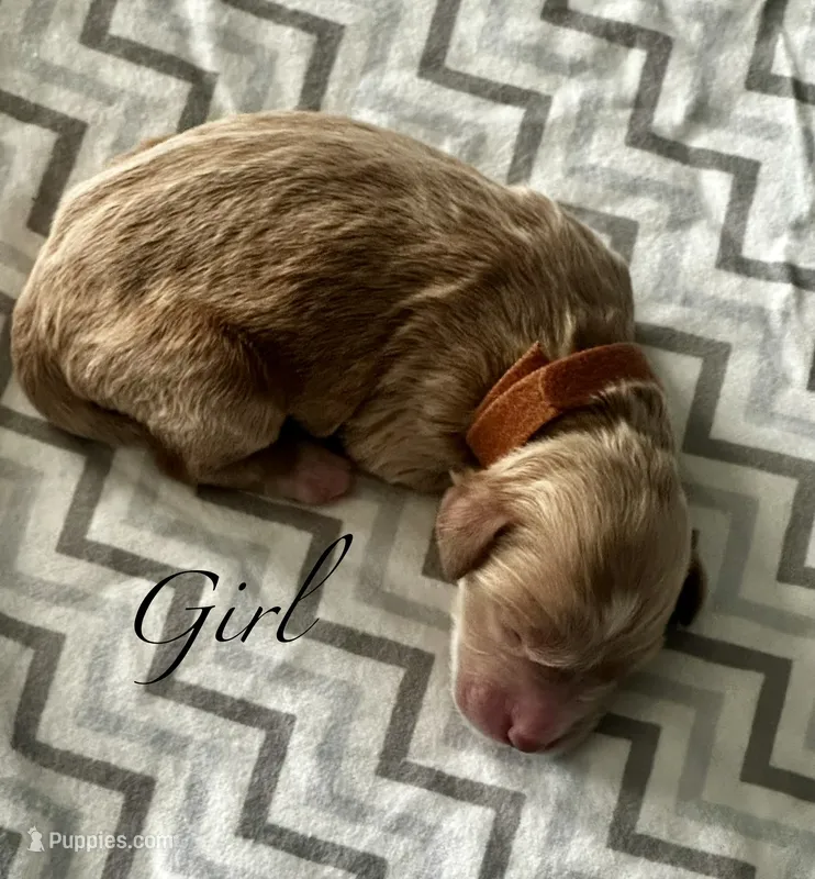 Ella – Goldendoodle puppy for sale in Roseville, CA