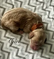 Ella, a female Goldendoodle for sale in Roseville, CA – 1 of 2