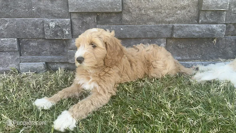 Ella – Goldendoodle puppy for sale in Roseville, CA