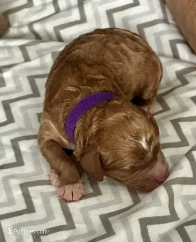 Everest – Goldendoodle puppy for sale in Roseville, CA