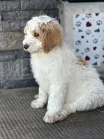 Chase, a male Goldendoodle for sale in Roseville, CA – 4 of 7