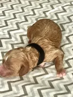 Coral, a female Goldendoodle for sale in Roseville, CA – 2 of 3