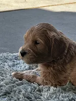 Skye, a female Goldendoodle for sale in Roseville, CA – 2 of 6