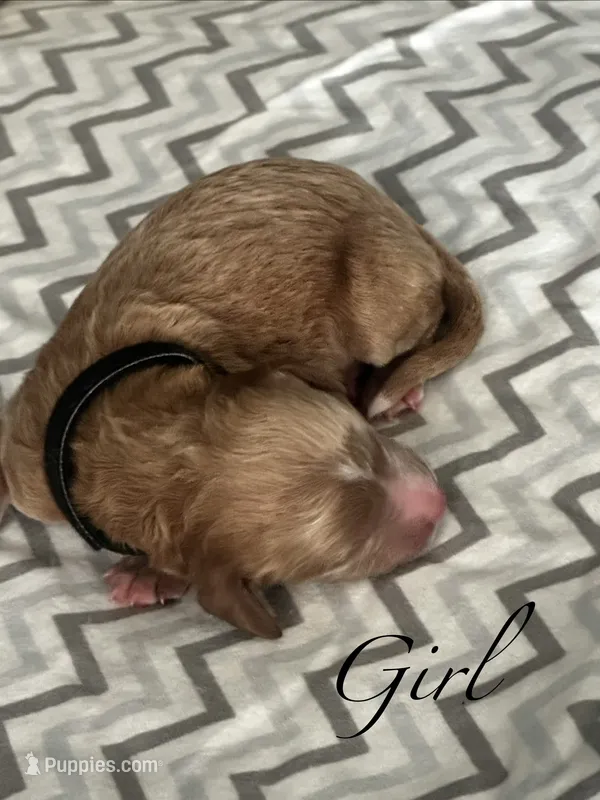 Coral – Goldendoodle puppy for sale in Roseville, CA