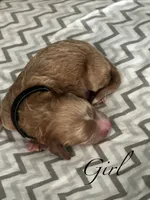 Coral, a female Goldendoodle for sale in Roseville, CA – 1 of 3